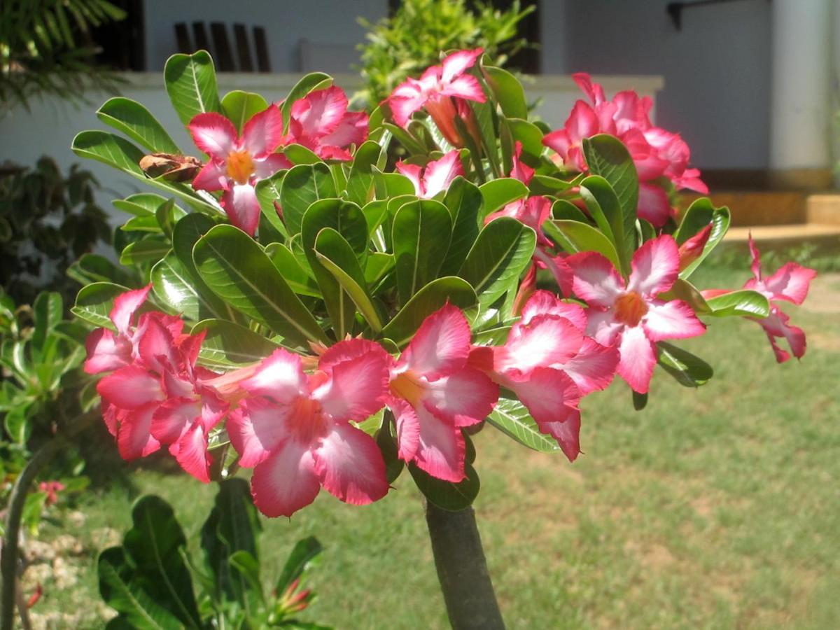 Peponi Hotel Lamu - Kenya Shela Εξωτερικό φωτογραφία
